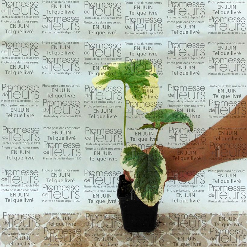 Beispiel eines Exemplars von Brunnera macrophylla Dawson s White - Kaukasus-Vergißmeinnicht Kleine Töpfe von 8/9 cm wie geliefert