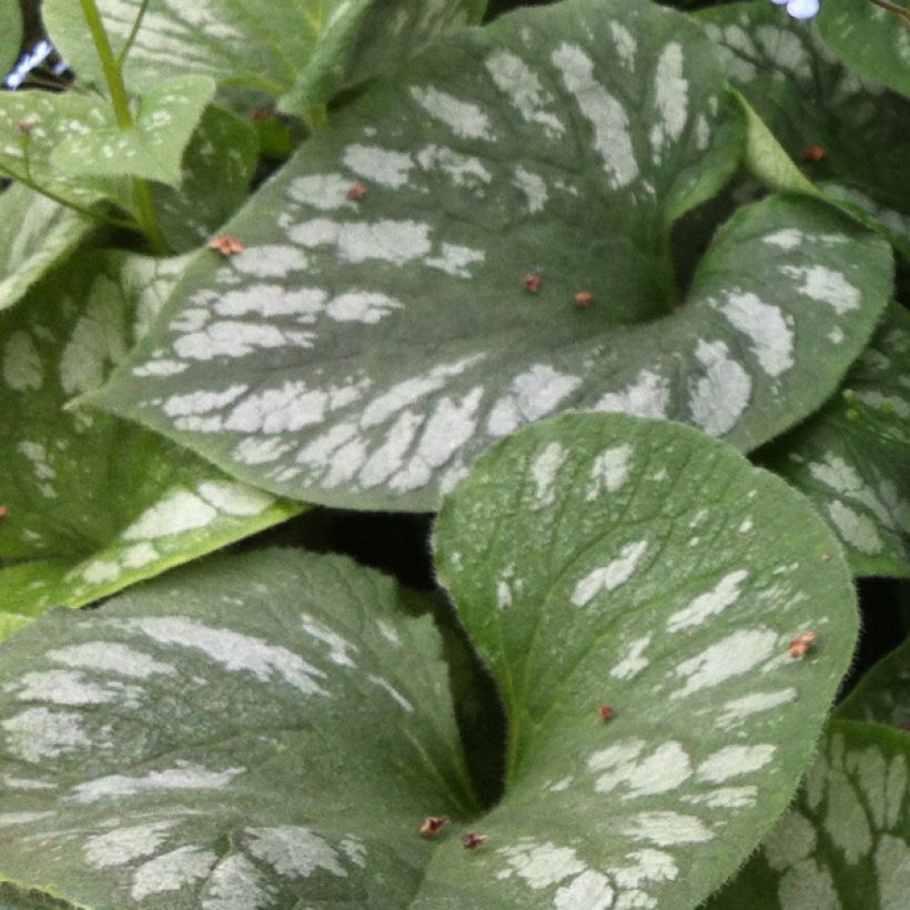 Brunnera macrophylla Emerald Mist - Kaukasus-Vergißmeinnicht (Foliage)