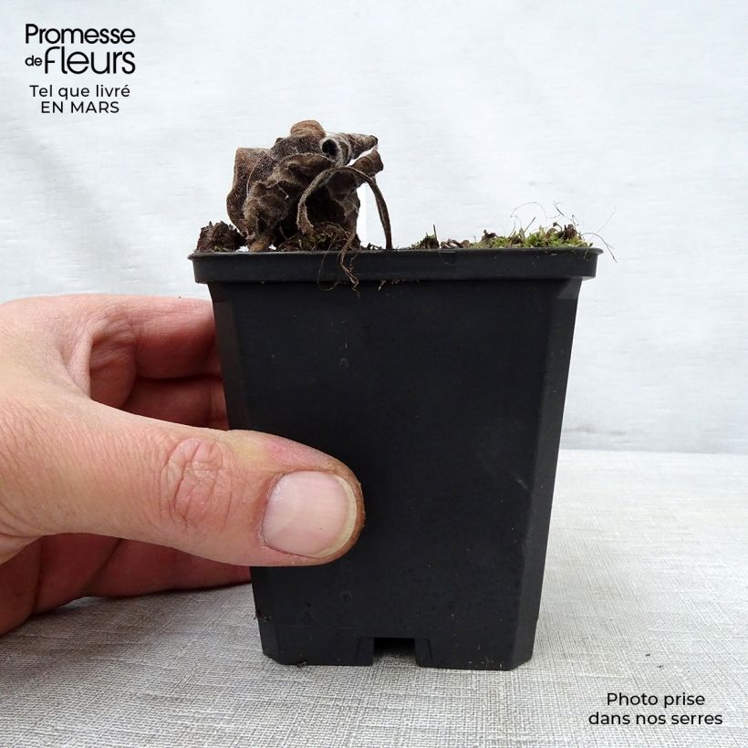 Example of Brunnera macrophylla Emerald Mist - Kaukasus-Vergißmeinnicht Kleine Töpfe von 8/9 cm as you get in printemps