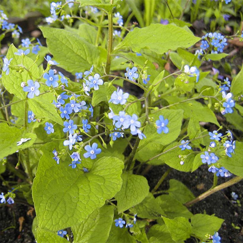 Brunnera macrophylla Green Gold - Kaukasus-Vergißmeinnicht (Wuchs)