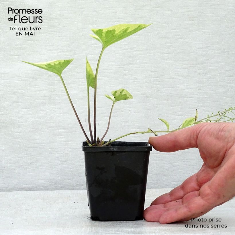 Exemplar von Brunnera macrophylla Hadspen cream - Kaukasus-Vergißmeinnicht Kleine Töpfe von 8/9 cm wie im Frühjahr geliefert