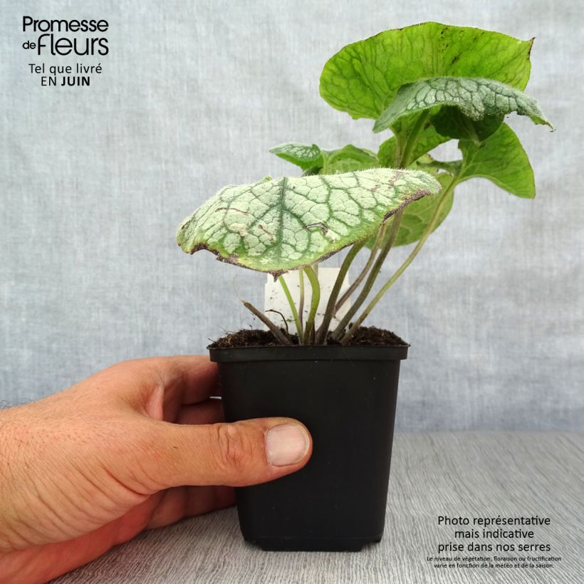 Exemplar von Brunnera macrophylla Jack Frost - Kaukasus-Vergißmeinnicht Kleine Töpfe von 7/8 cm wie im Sommer geliefert
