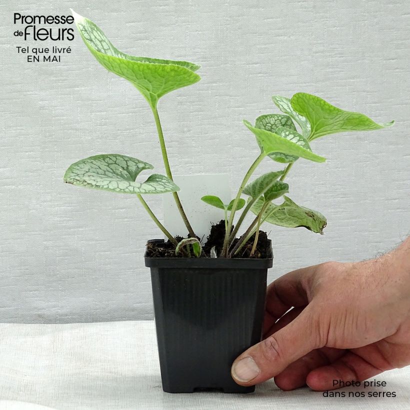 Exemplar von Brunnera macrophylla Jack Frost - Kaukasus-Vergißmeinnicht Kleine Töpfe von 7/8 cm wie im Frühjahr geliefert