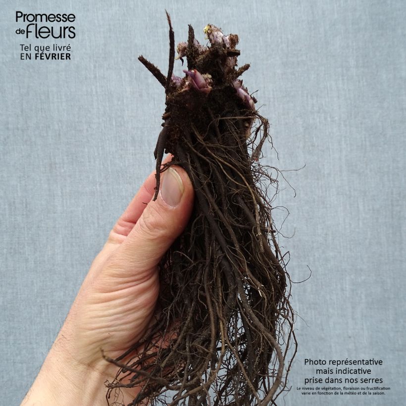 Exemplar von Brunnera macrophylla Jack Frost - Kaukasus-Vergißmeinnicht Wurzelnackt wie im Winter geliefert