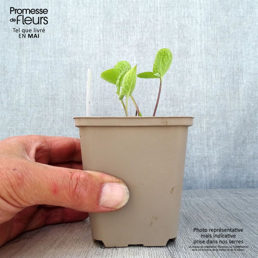 Example of Brunnera macrophylla Jack of Diamonds - Kaukasus-Vergißmeinnicht Kleine Töpfe von 8/9 cm as you get in printemps