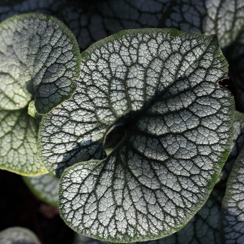 Brunnera macrophylla Jack of Diamonds - Kaukasus-Vergißmeinnicht (Foliage)