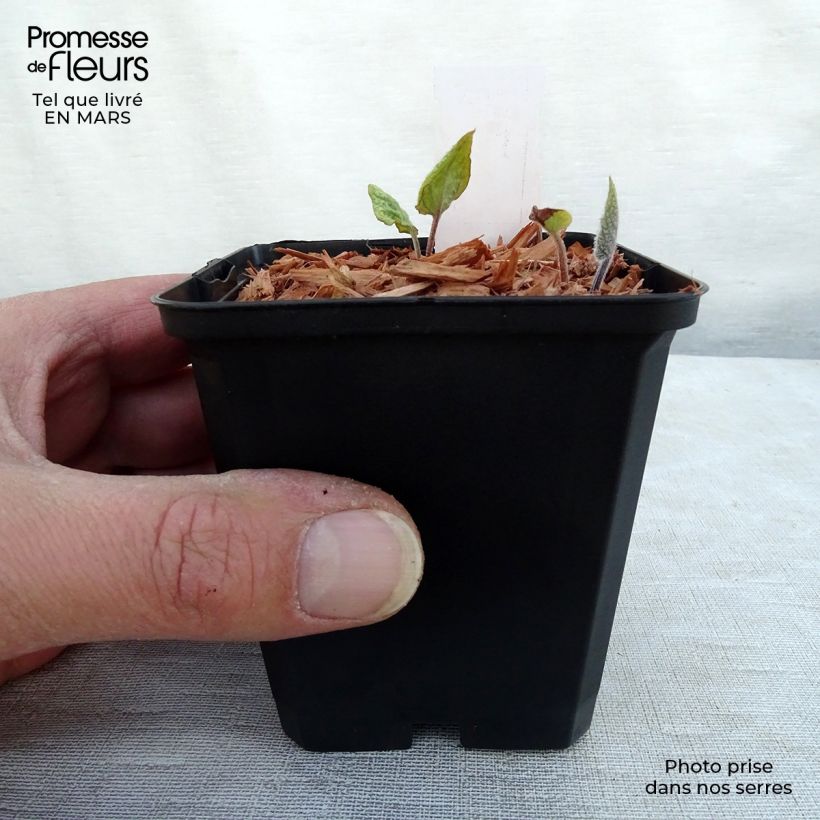 Example of Brunnera macrophylla Jack's Gold - Kaukasus-Vergißmeinnicht Kleine Töpfe von 8/9 cm as you get in printemps