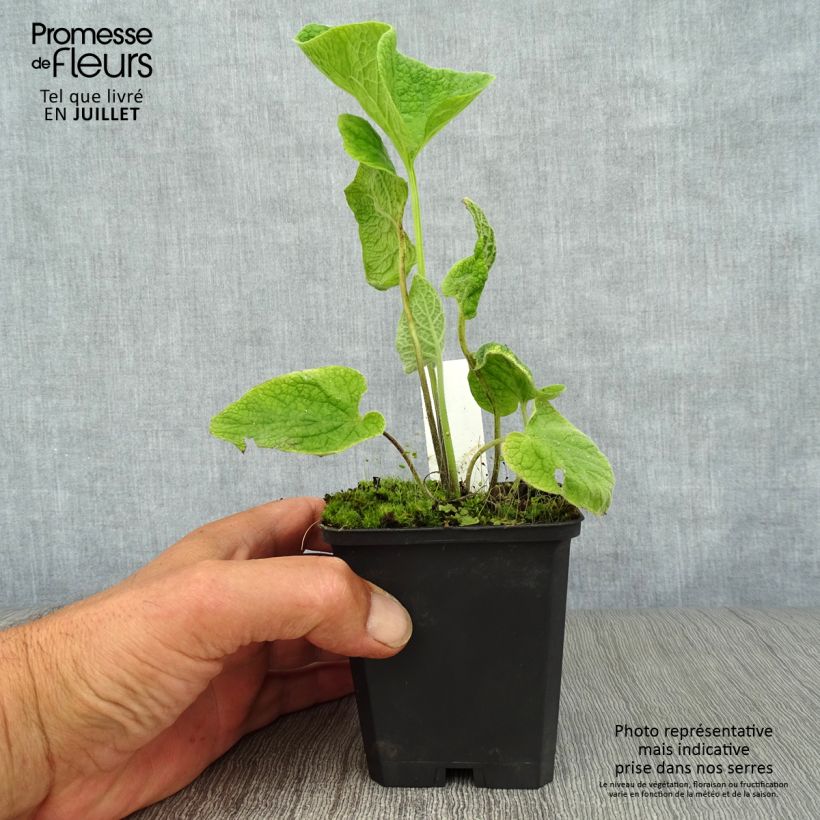 Exemplar von Brunnera macrophylla Langtrees - Kaukasus-Vergißmeinnicht Kleine Töpfe von 8/9 cm wie im Sommer geliefert
