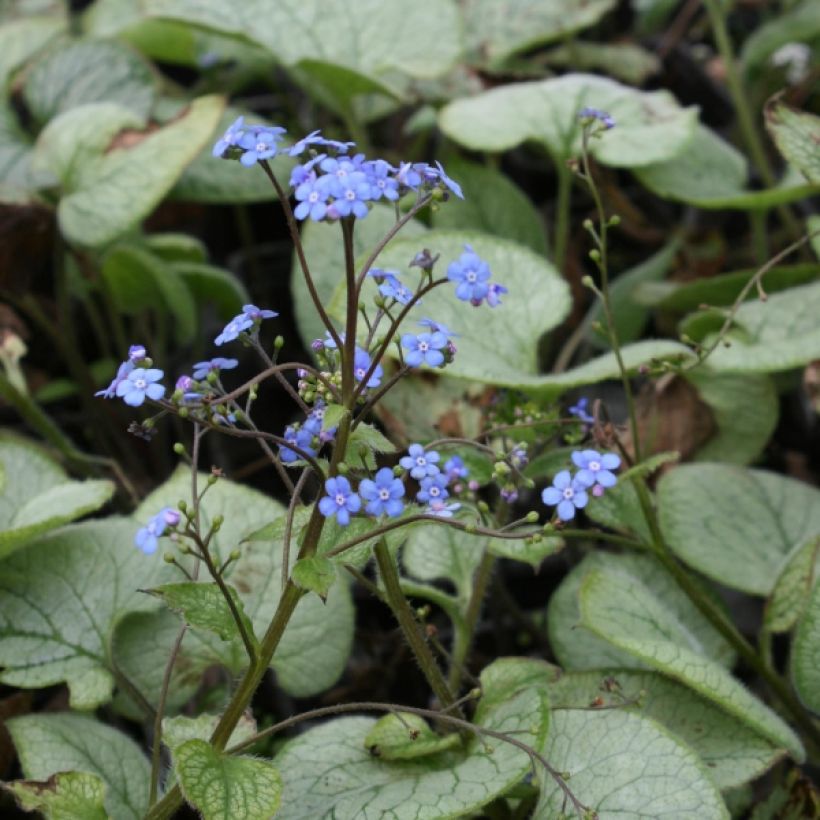 Brunnera macrophylla Looking Glass - Kaukasus-Vergißmeinnicht (Wuchs)