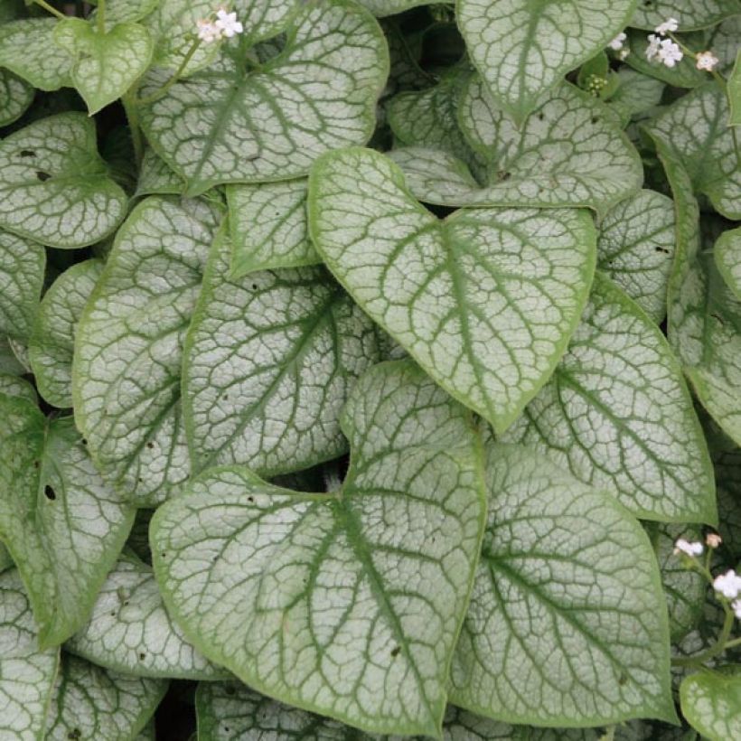 Brunnera macrophylla Mr Morse - Kaukasus-Vergißmeinnicht (Foliage)