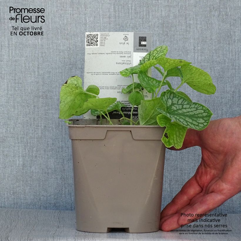 Exemplar von Brunnera macrophylla Mr Morse - Kaukasus-Vergißmeinnicht Topf mit 2L/3L wie im Herbst geliefert