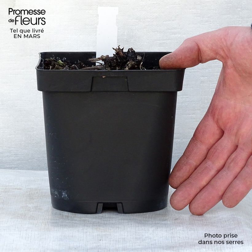 Exemplar von Brunnera macrophylla - Kaukasus-Vergißmeinnicht Topf mit 2L/3L wie im Frühjahr geliefert