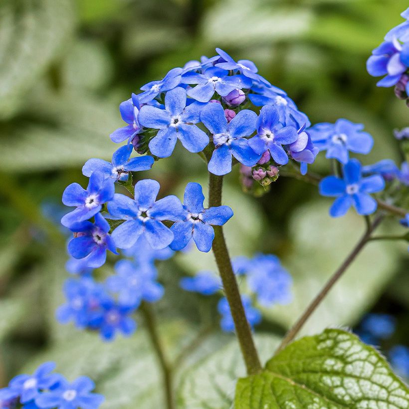 Brunnera macrophylla Queen of Hearts - Kaukasus-Vergißmeinnicht (Blüte)