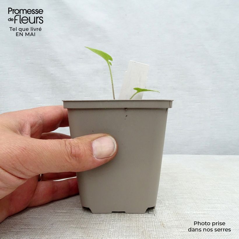 Exemplar von Brunnera macrophylla Silver Heart - Kaukasus-Vergißmeinnicht Kleine Töpfe von 8/9 cm wie im Frühjahr geliefert