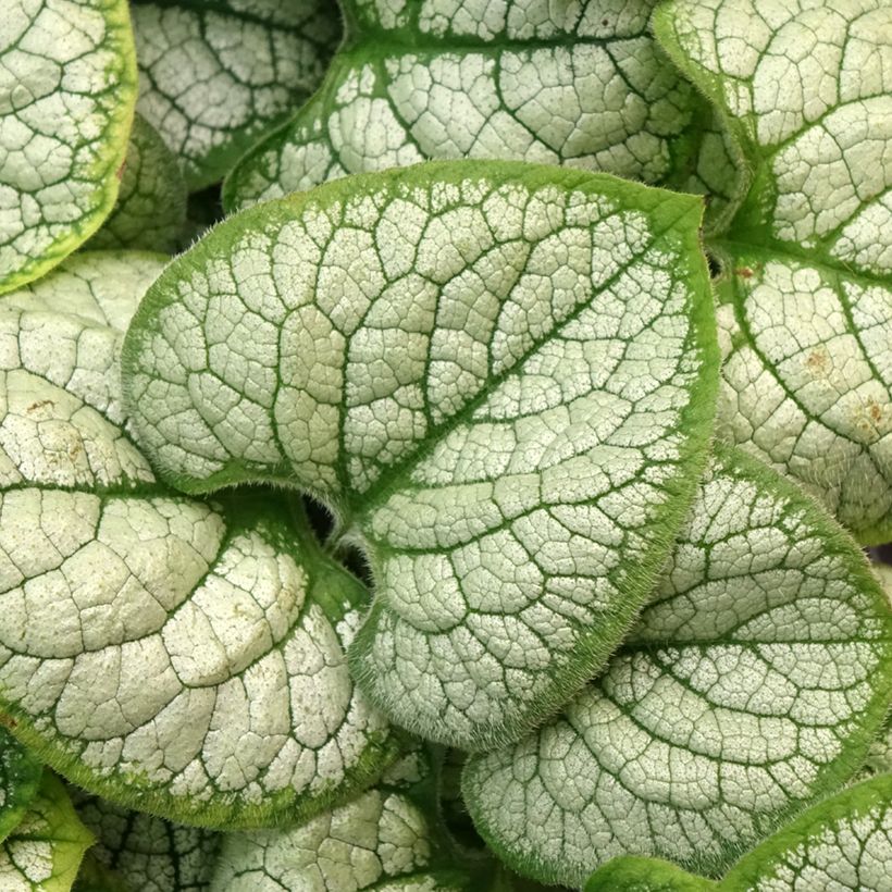 Brunnera macrophylla Silver Heart - Kaukasus-Vergißmeinnicht (Laub)