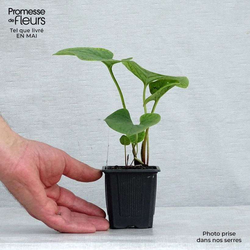 Example of Brunnera sibirica - Sibirisches Vergißmeinnicht Kleine Töpfe von 8/9 cm as you get in printemps