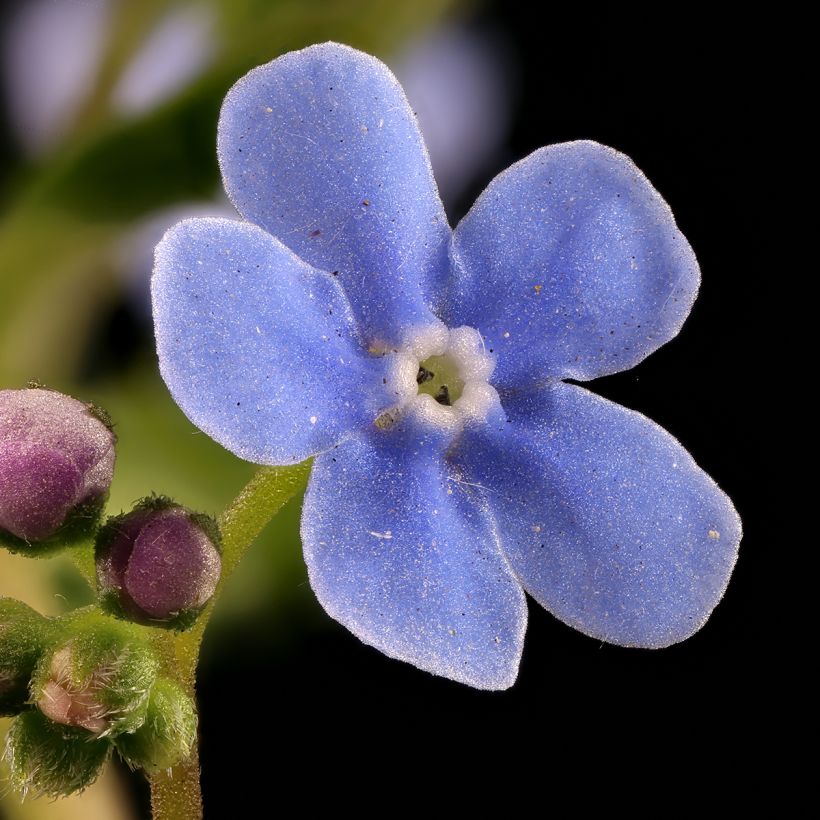 Brunnera sibirica - Sibirisches Vergißmeinnicht (Flowering)