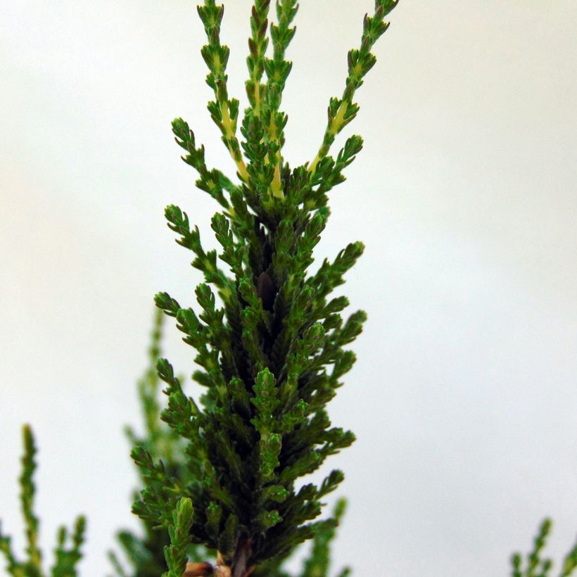 Besenheide Allegro - Calluna vulgaris (Laub)
