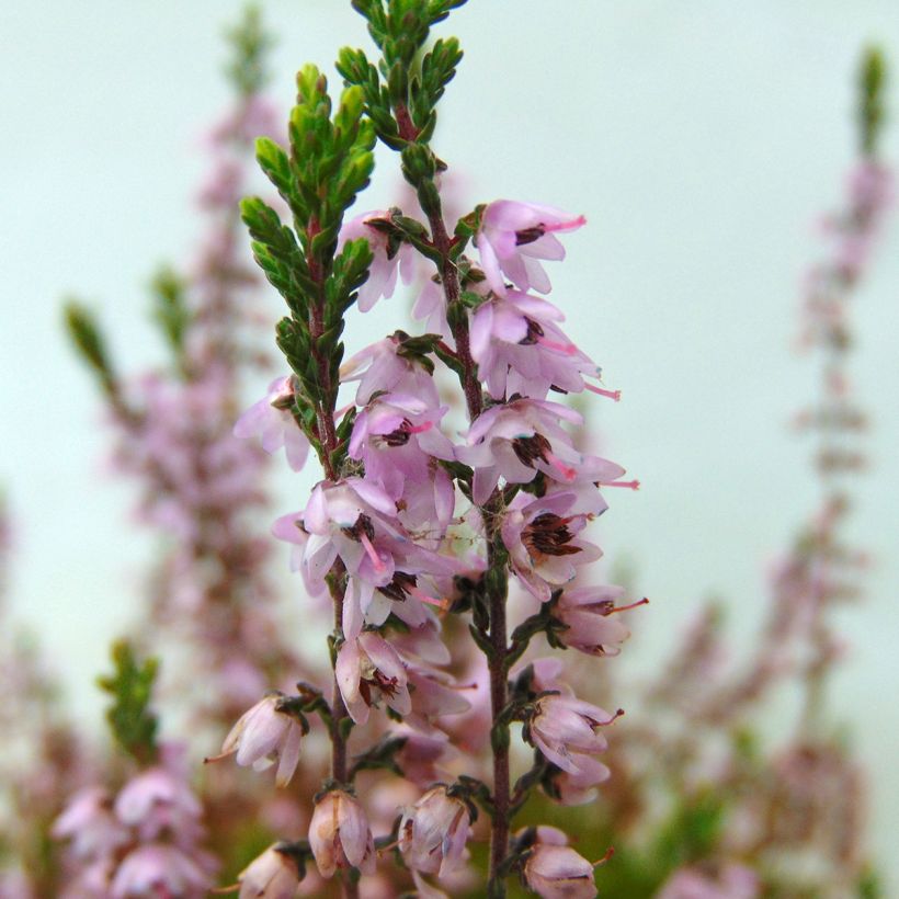 Besenheide Spring Torch - Calluna vulgaris (Flowering)