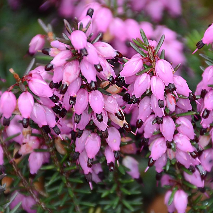 Winterblühende Heide Winter Belles Tylou - Erica darleyensis (Blüte)
