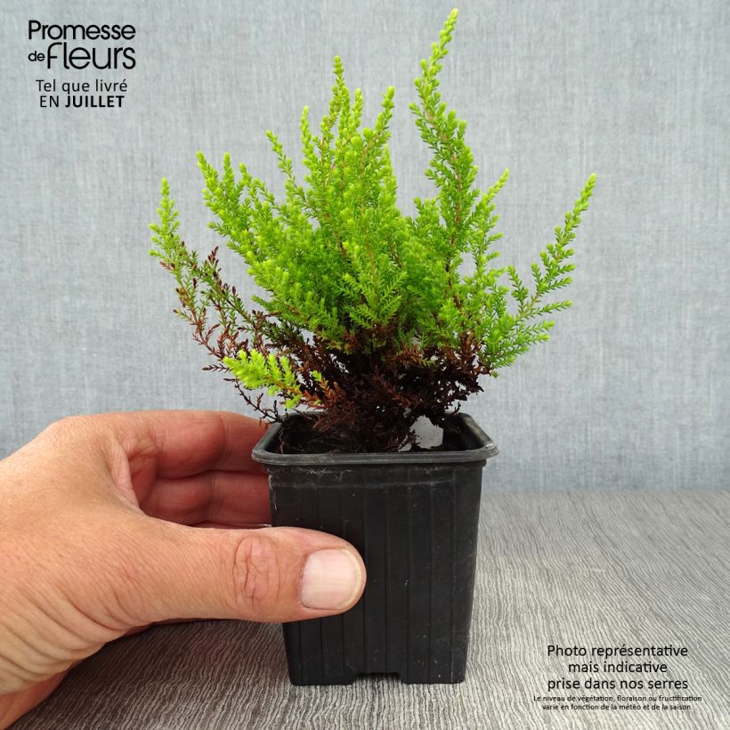 Exemplar von Besenheide Winter Chocolate - Calluna vulgaris Kleine Töpfe von 8/9 cm wie im Sommer geliefert