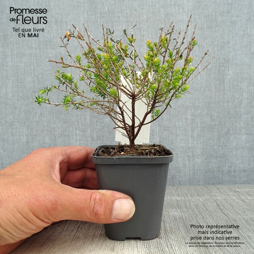 Exemplar von Winterblühende Heide Ghost Hills - Erica darleyensis Kleine Töpfe von 8/9 cm wie im Frühjahr geliefert