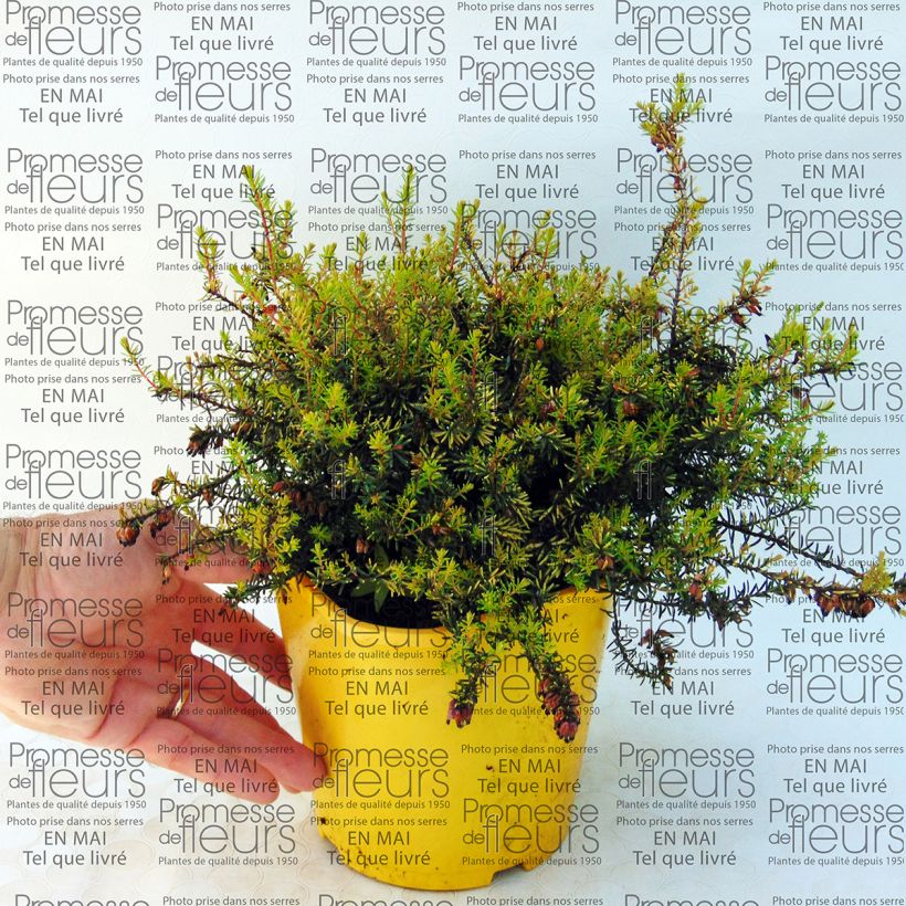 Beispiel eines Exemplars von Winterblühende Heide Winter Belles Tylou - Erica darleyensis Topf mit 2L/3L wie geliefert