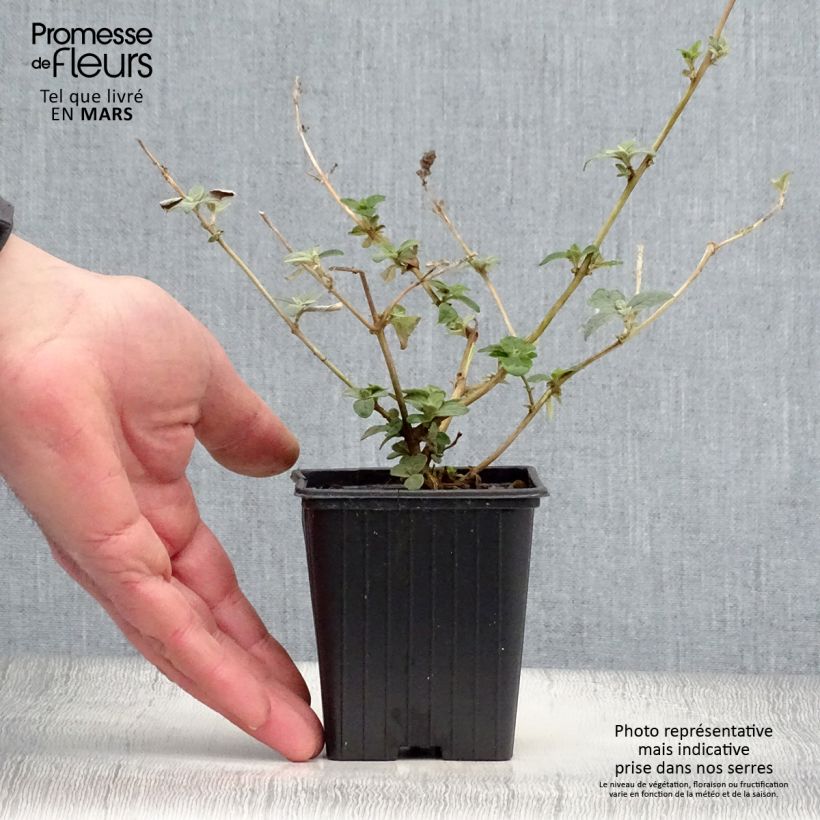 Exemplar von Buddleja Blue Chip - Sommerflieder Kleine Töpfe von 8/9 cm wie im Frühjahr geliefert