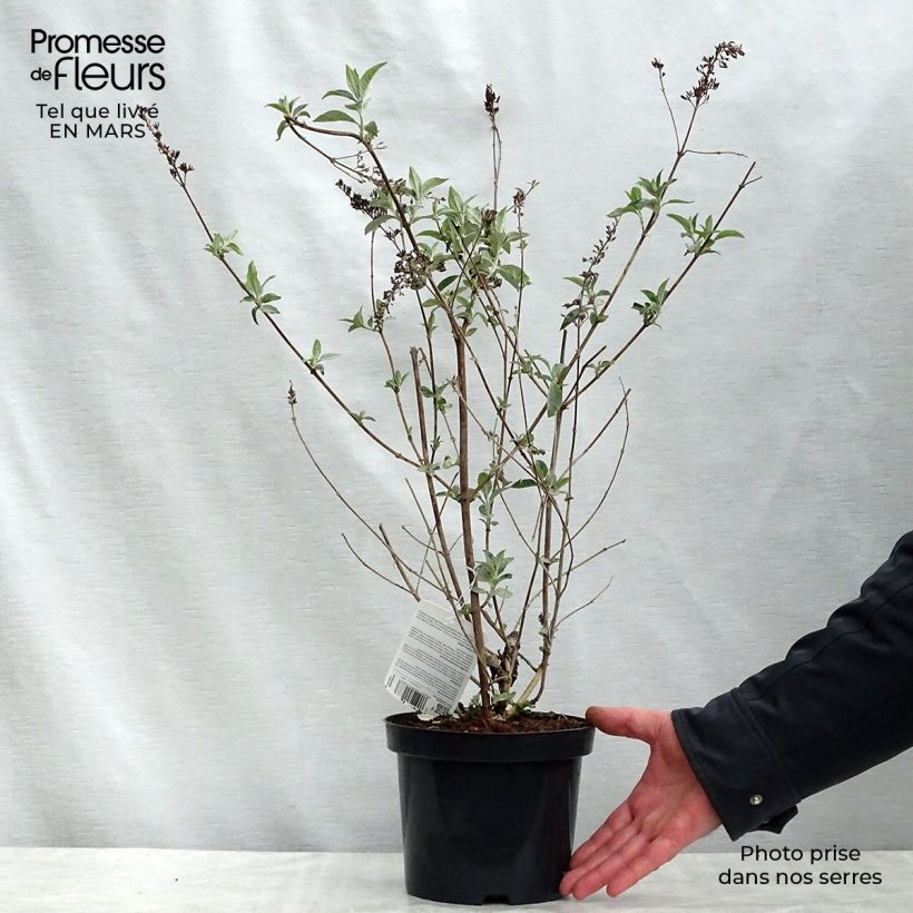 Example of Buddleja Lochinch - Sommerflieder Topf mit 2L/3L as you get in printemps