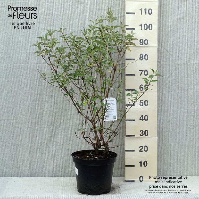 Example of Buddleja Lochinch - Sommerflieder Topf mit 7,5L/10L as you get in printemps