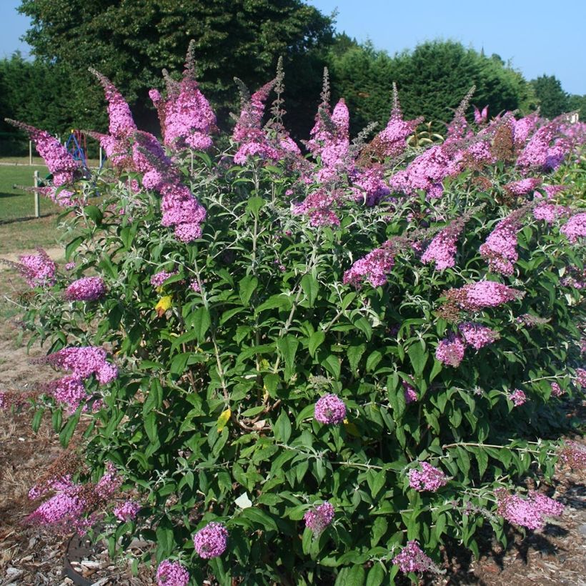 Buddleja davidii Pink Panther - Sommerflieder (Plant habit)