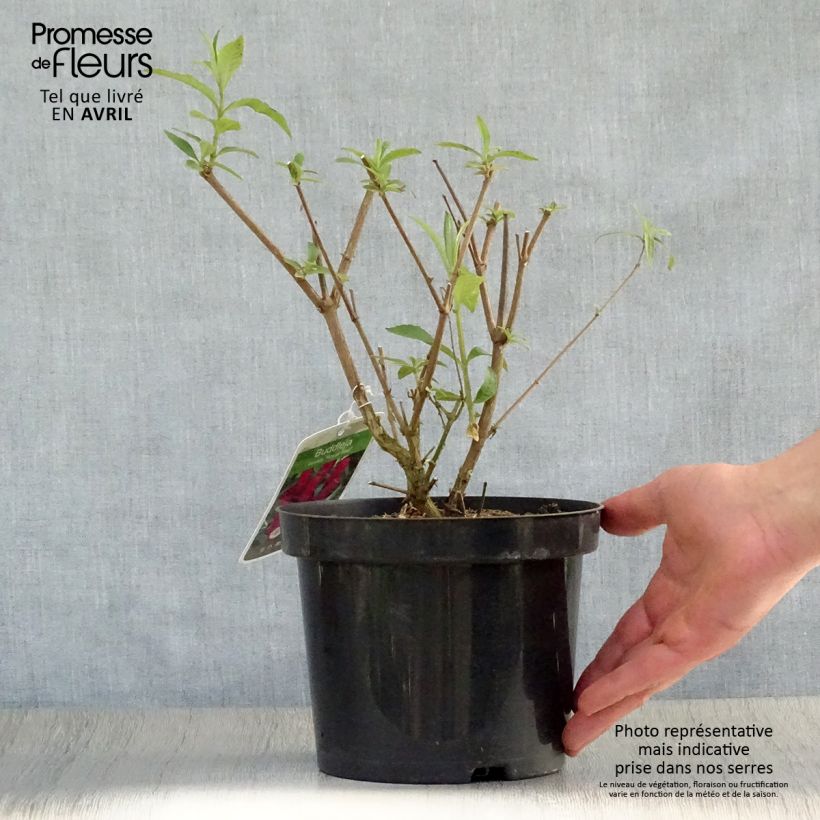 Exemplar von Buddleja davidii Royal Red - Sommerflieder Topf mit 2L/3L wie im Frühjahr geliefert