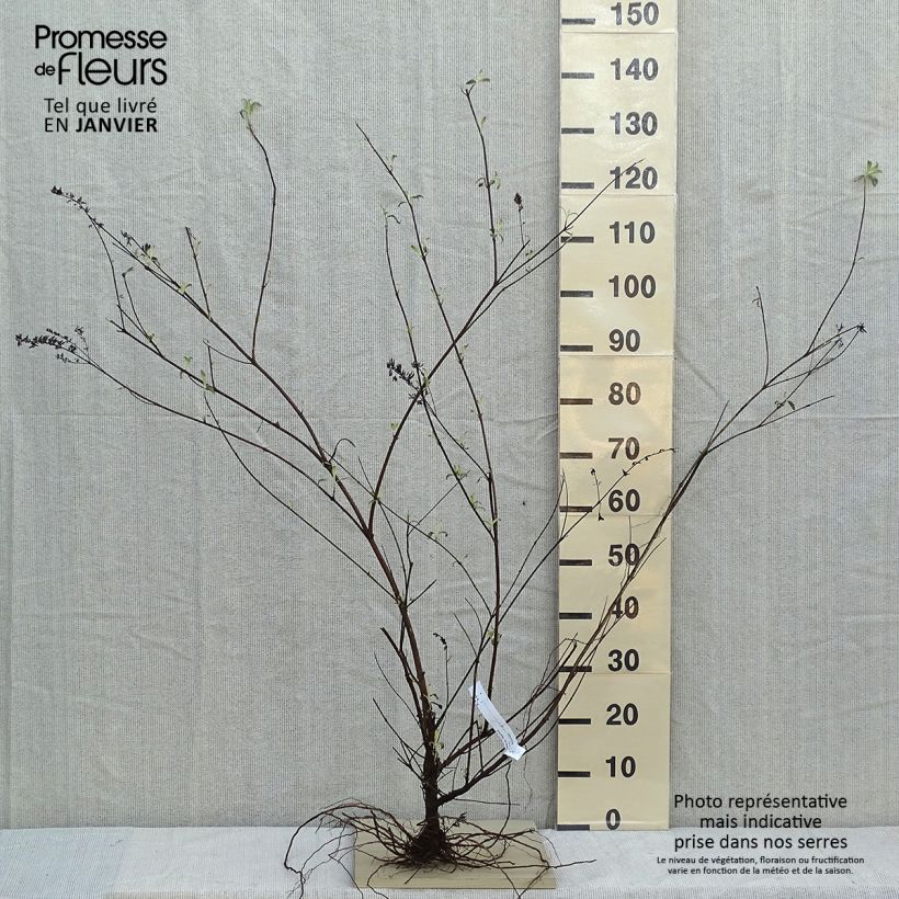 Exemplar von Buddleja davidii Royal Red - Sommerflieder Wurzelnackt wie im Winter geliefert