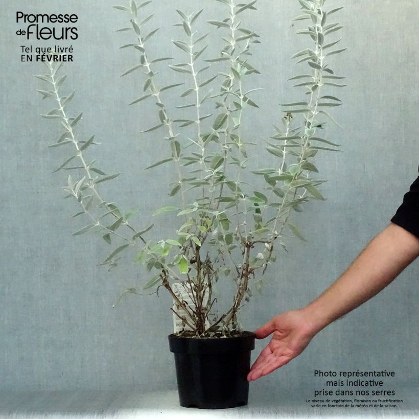 Exemplar von Buddleja Silver Anniversary - Sommerflieder Topf mit 3L/4L wie im Herbst geliefert