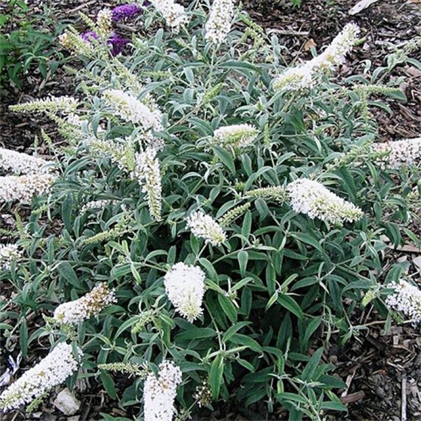 Buddleja davidii White Ball - Sommerflieder (Wuchs)