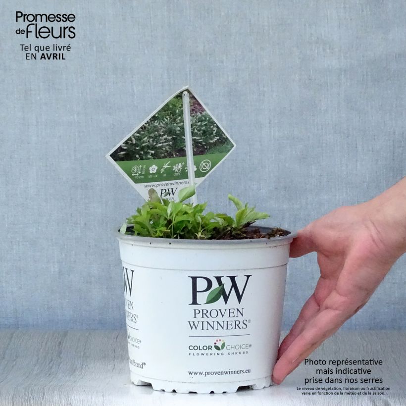 Example of Buddleja White Chip - Sommerflieder Topf mit 2L/3L as you get in printemps