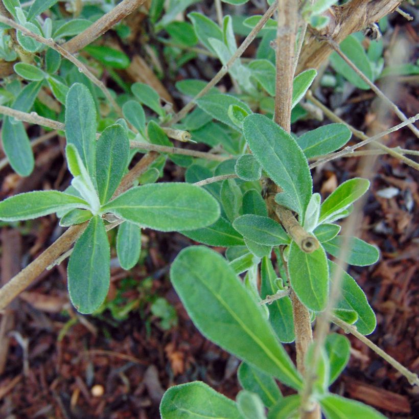 Buddleja alternifolia Unique - Wechselblättriger Sommerflieder (Foliage)