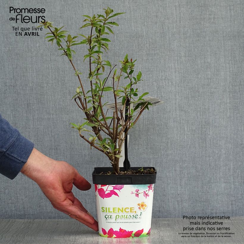 Example of Buddleja davidii Black knight - Sommerflieder Topf mit 2L/3L as you get in printemps