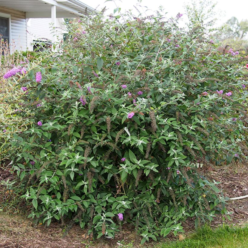 Buddleja Flower Power - Sommerflieder (Wuchs)