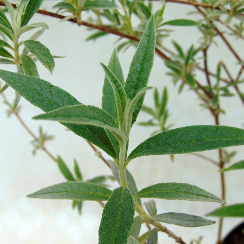 Buddleja davidii Nanho Blue - Sommerflieder (Foliage)