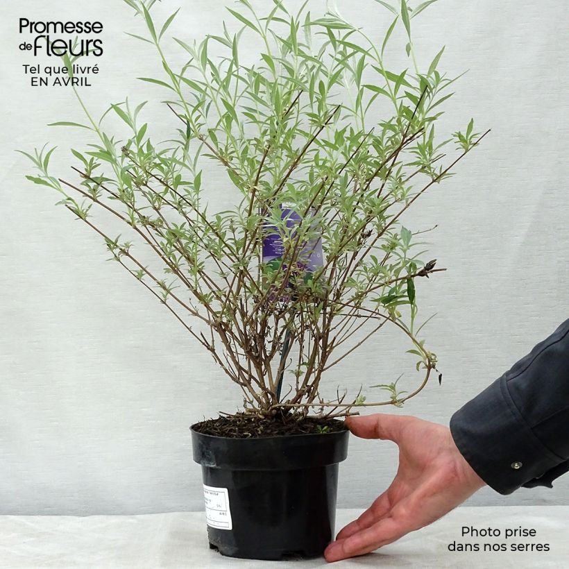 Example of Buddleja davidii Nanho Blue - Sommerflieder Topf mit 3L/4L as you get in printemps