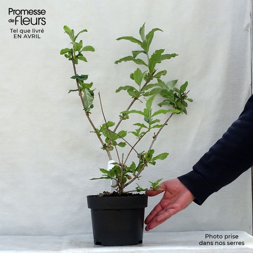 Example of Buddleja davidii Pink Delight - Sommerflieder Topf mit 3L/4L as you get in printemps