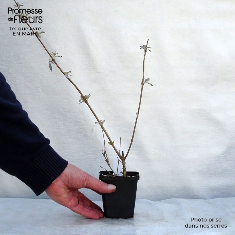 Example of Buddleja davidii Pink Delight - Sommerflieder Kleine Töpfe von 8/9 cm as you get in printemps