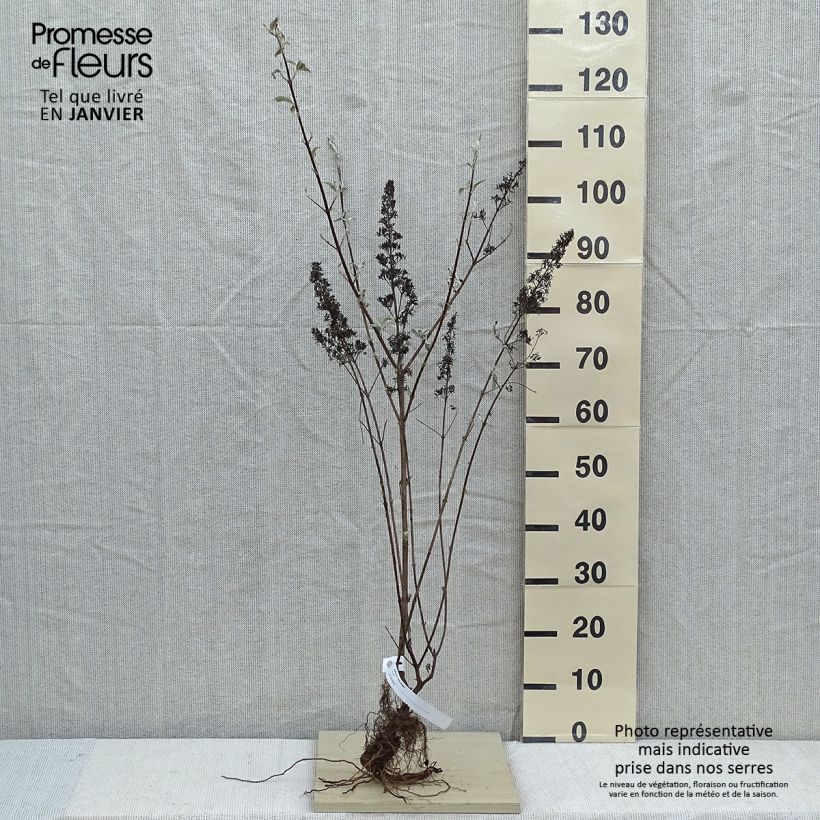 Example of Buddleja davidii Pink Delight - Sommerflieder Wurzelnackt as you get in hiver