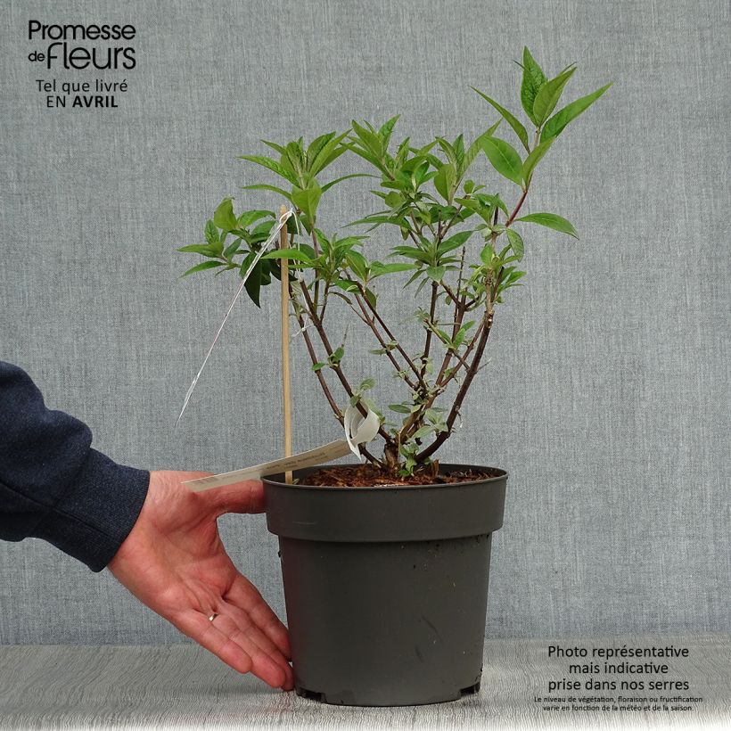 Example of Buddleja davidii Pink Panther - Sommerflieder Topf mit 2L/3L as you get in printemps