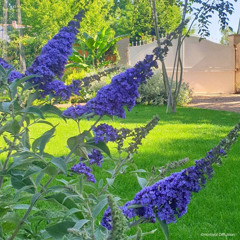 Buddleja davidii Rêve de Papillon Blue - Sommerflieder (Blüte)