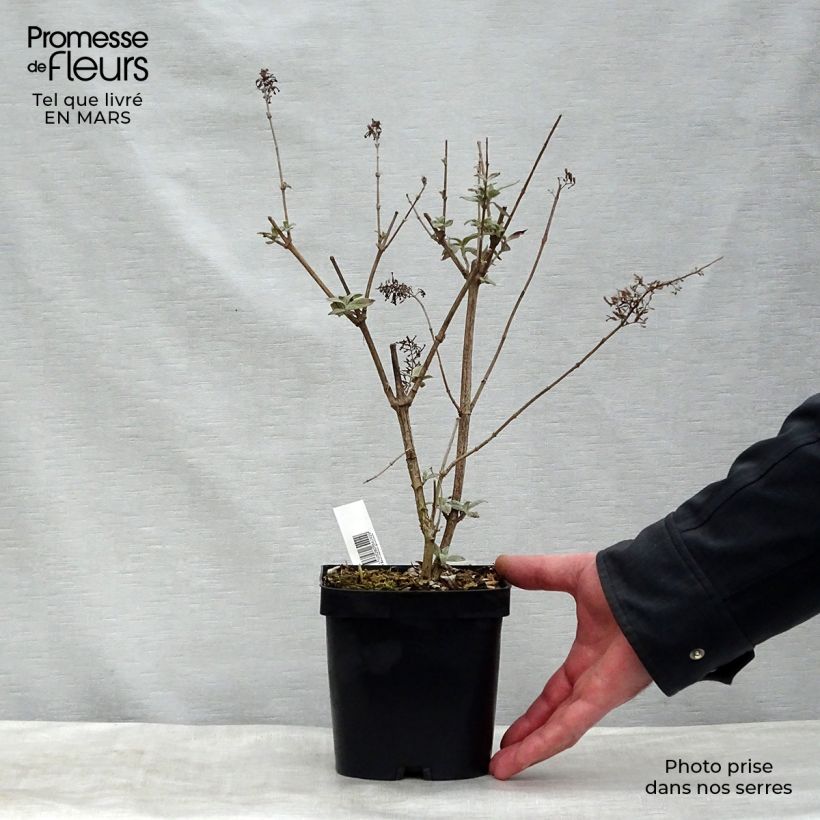 Exemplar von Buddleja davidii Rêve de Papillon Pink - Sommerflieder Topf mit 2L/3L wie im Frühjahr geliefert