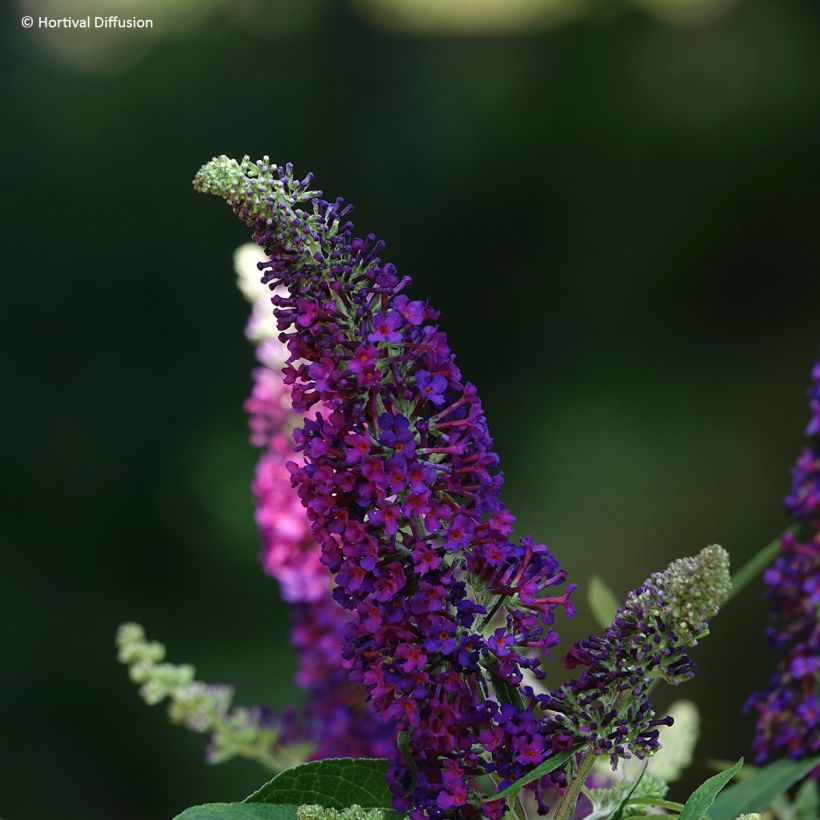 Buddleia davidii Rêve de Papillon Violet - Sommerflieder (Blüte)