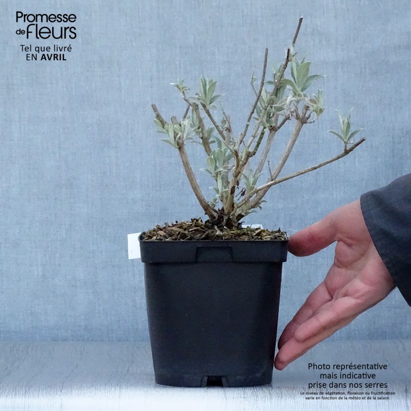 Exemplar von Buddleja davidii Rêve de Papillon Blanc - Sommerflieder Topf mit 2L/3L wie im Frühjahr geliefert