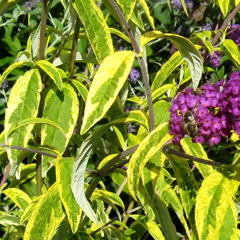 Buddleja davidii Santana - Sommerflieder (Foliage)